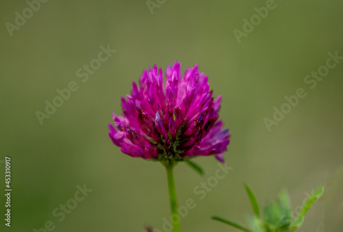 a close-up with a Trifolium pratense flower