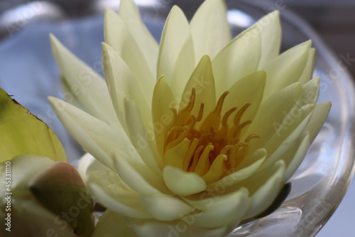 White water lily in water in a crystal vase