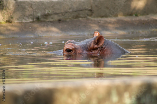 Closeup shot of a hippopotamus in a lakeon a sunny day photo