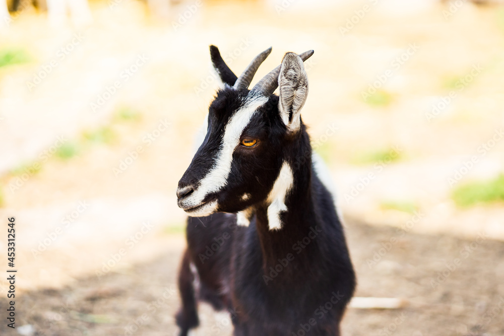 goat with horns in the park