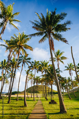 Palm trees on the beautiful Anakena beach, Easter Island, Chile photo