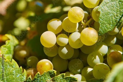 bunch of green grapes in a vineyard