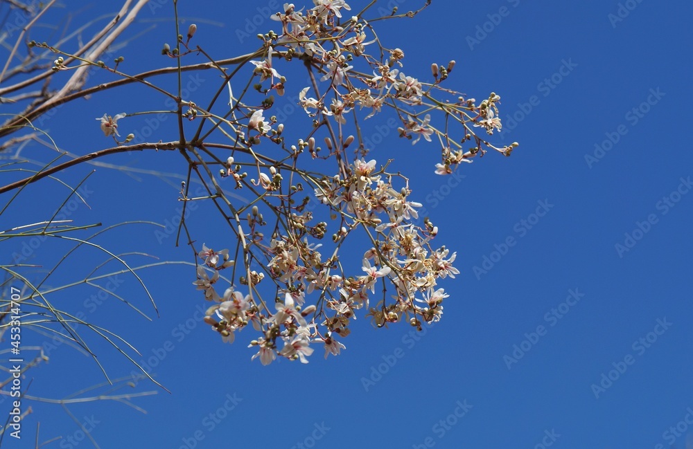 Moringa Peregrina blossom, selective focus, copy space Moringa Peregrina blossom, selective focus, copy space