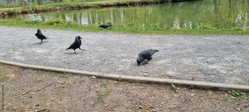 Obraz premium pigeons on the road