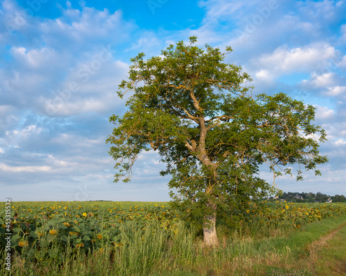 sunflower fields and tree under blue summer sky in france between tours and angers in Parc naturel régional Loire-Anjou-Touraine photo