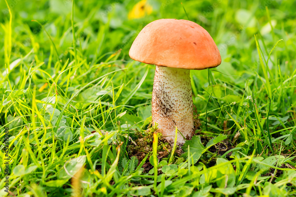 Forest edible raw boletus mushroom close-up on a blurred background. Forest edible raw boletus mushroom close-up on a blurred background.