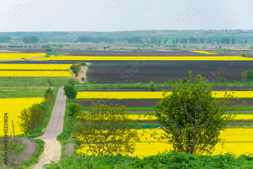 Field of rapeseed in Spring