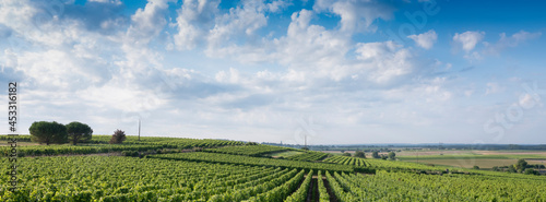Fototapeta Naklejka Na Ścianę i Meble -  landscape near saumur in Parc naturel régional Loire-Anjou-Touraine with vineyards
