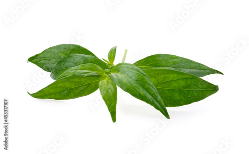 Kariyat,Andrographis paniculata leaf on white background