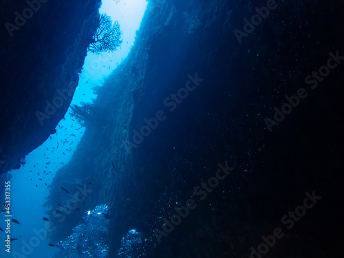 水中で岩礁の隙間から差し込む光に照らされるウミウチワと魚(隙間斜め)