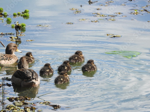 patos familia