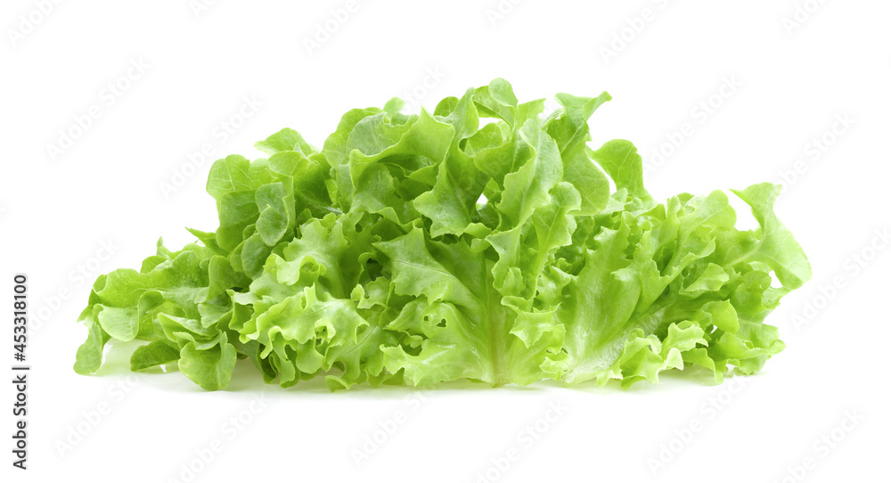 Green oak lettuce  salad leaves isolated on white - obrazy, fototapety, plakaty 