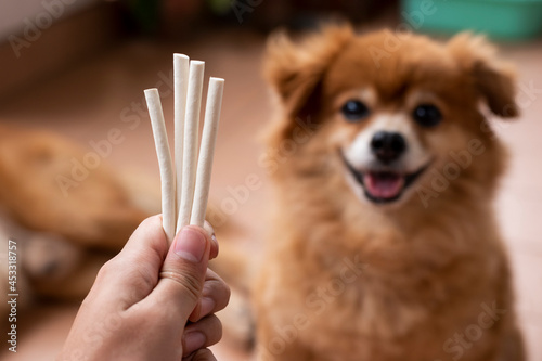 An image of adorable brown dog is waiting for eat white chew snacks stick in goat milk flavor from owner hand