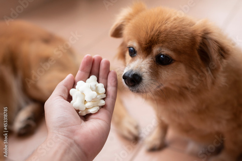 An image of adorable brown dog is waiting for eat goat milk tablets in bone shape from owner hand