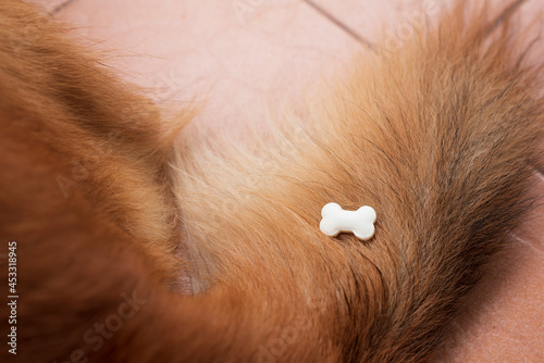 Milk tablet in bone shape with goat milk flavor places on the body of brown dog