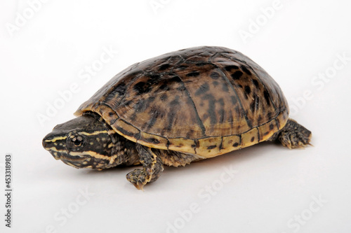 Gewöhnliche Moschusschildkröte - Jungtier // Common musk turtle - juvenile (Sternotherus odoratus)