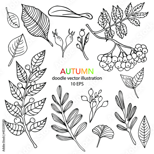 Hand drawn autumn collection with leaves and berries isolated on white background. Line art in doodle style. Vector sketch illustration black and white. photo