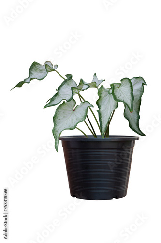 White of Angel-Wings, Elephant-Ear or Caladium Bicolor Candinum  is queen of the leafy plants growing in black plastic pot isolated on white background included clipping path. photo