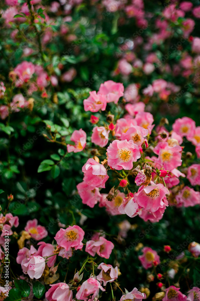 ピンクの花