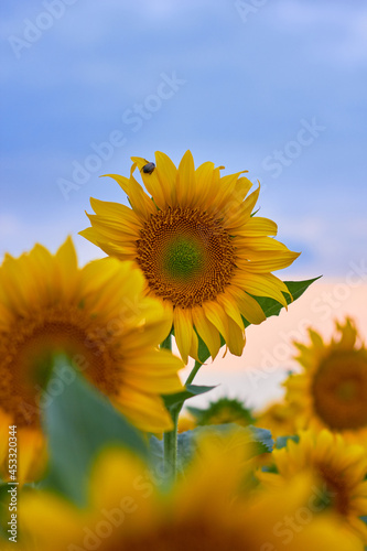 Blooming sunflowers on a sunset background. Yellow petals  green stems and leaves. Rural landscapes. Summer time.
