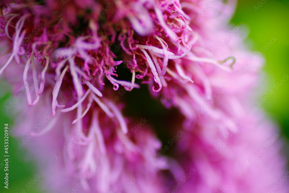 Lavender Colored Liatris Flowers in a Garden Lavender Colored Liatris Flowers in a Garden