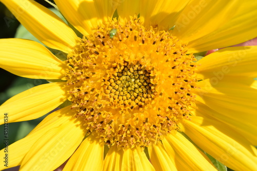 sunflower close up