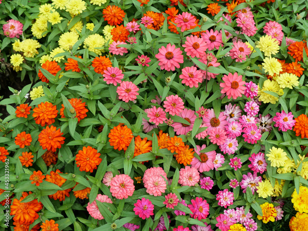 Looking down at a colorful bed of zinnia flowers in four different colors