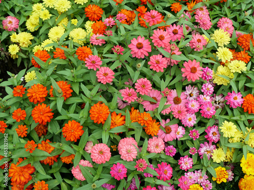 Fototapeta Naklejka Na Ścianę i Meble -  Looking down at a colorful bed of zinnia flowers in four different colors