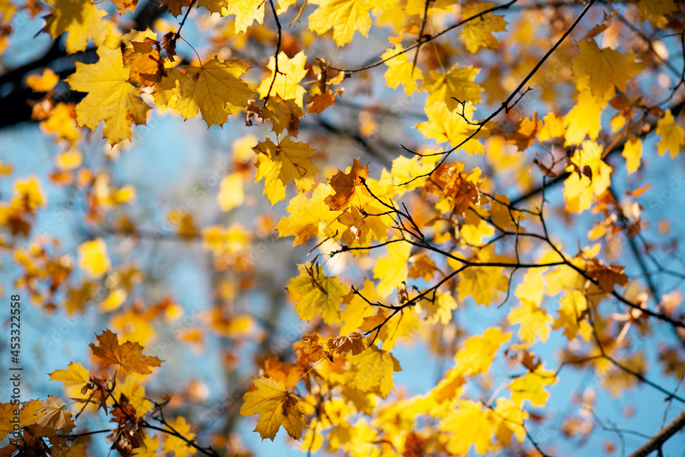 Natural autumn maple leaves on a branch, through which the setting sun shines against the blue sky Natural autumn maple leaves on a branch, through which the setting sun shines against the blue sky