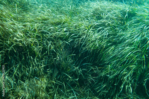Underwater Posidonia Oceanica seagrass seen in the mediterranean sea with clear blue water. Meadows of this algae are important for the ecosystem and for the marine environment photo