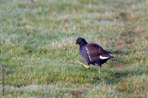 Common Moorhen (Gallinula chloropus) walking theough frosty grass photo