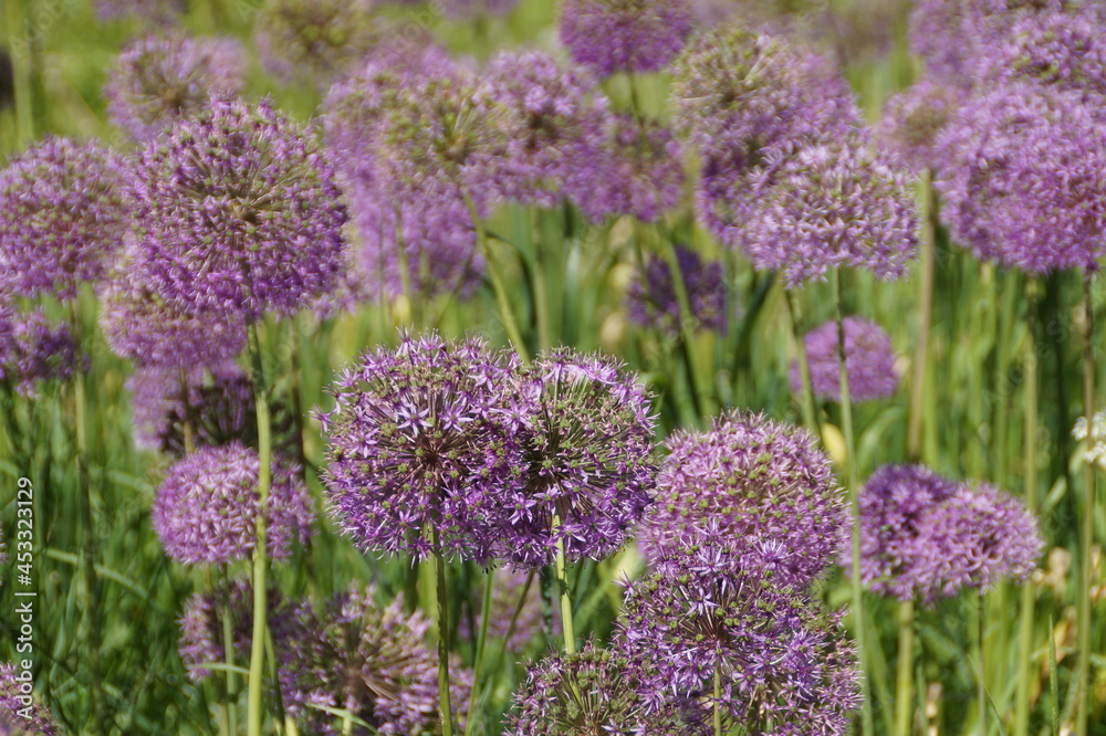 flowers close up flowers close up