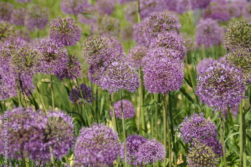 field