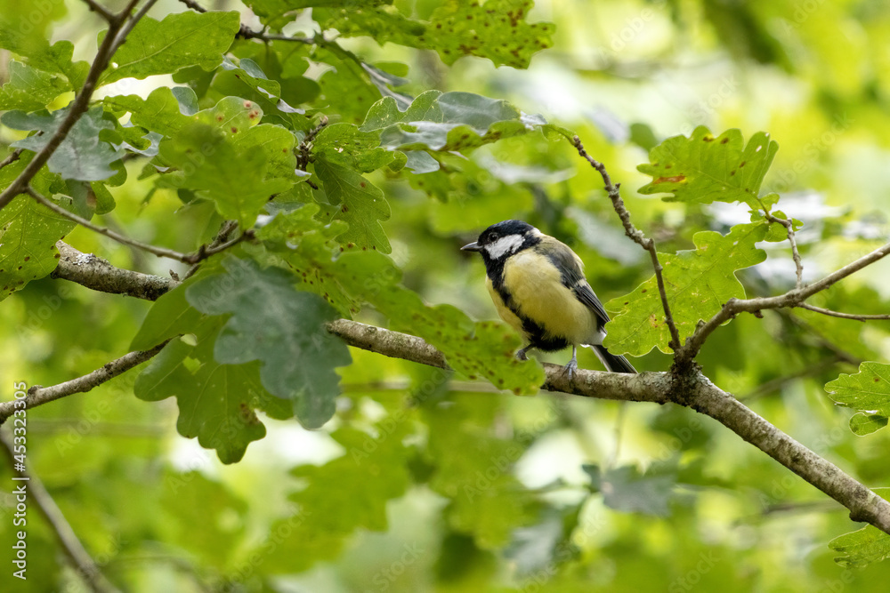 Great Tit resting in the verdant canopy of late summer Great Tit resting in the verdant canopy of late summer