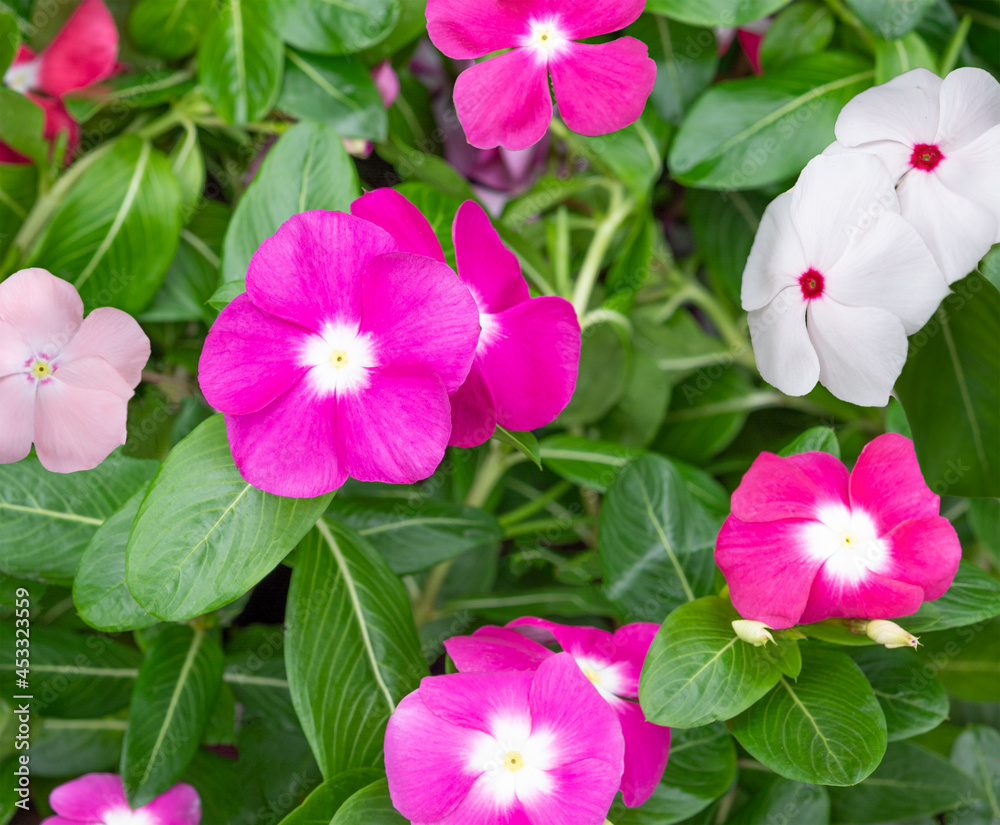 Catharanthus Roseus or Vinca flower, pink ,white and purple Vinca flower in garden Catharanthus Roseus or Vinca flower, pink ,white and purple Vinca flower in garden