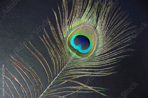 peacock feather in background- Image