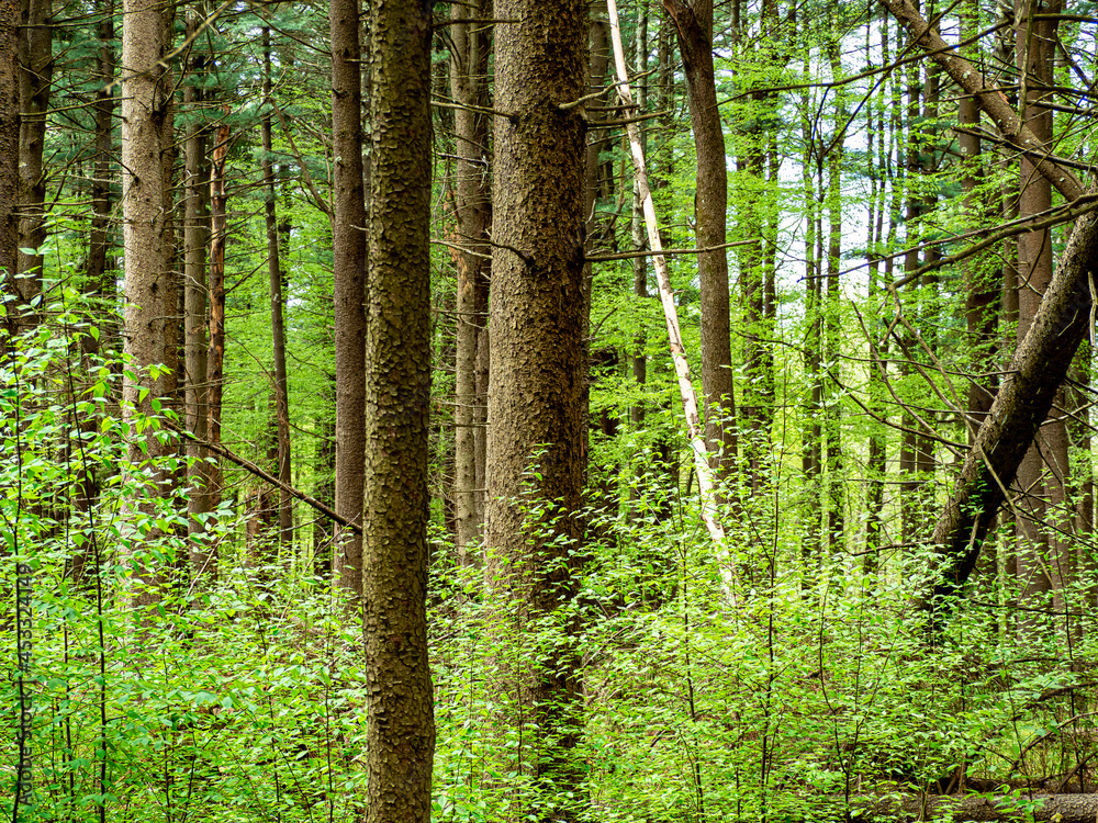 Obraz premium forest in the morning