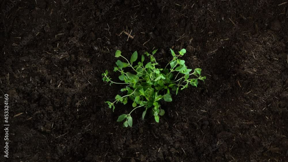 Oregano Herb Growing up from Ground in Slow Motion and Macro - Top View Oregano Herb Growing up from Ground in Slow Motion and Macro - Top View
