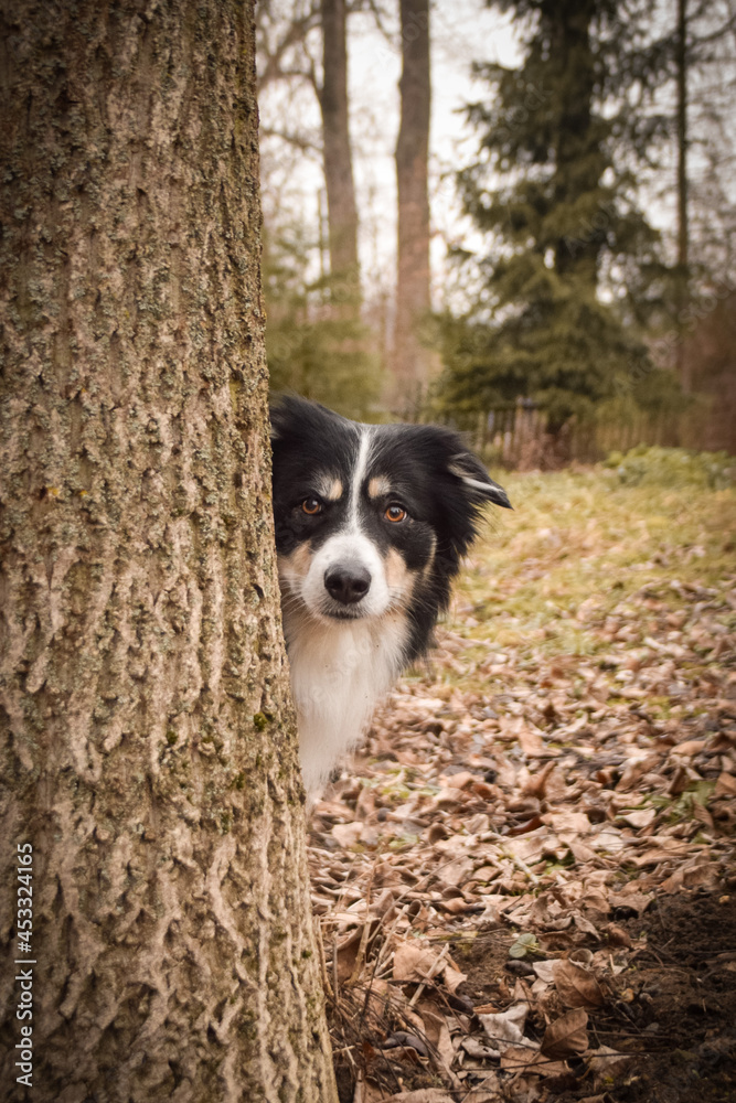 Border collie is sitting behind the tree. Autumn photoshooting in park. Border collie is sitting behind the tree. Autumn photoshooting in park.