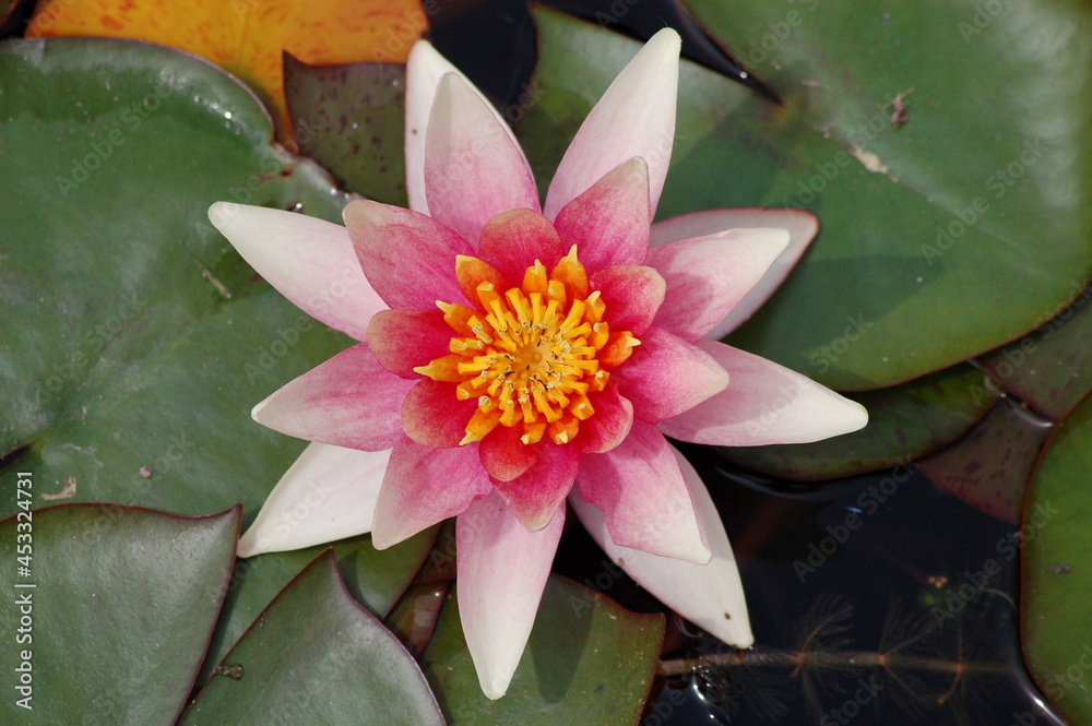 Water lily flowering in the botanical garden Water lily flowering in the botanical garden