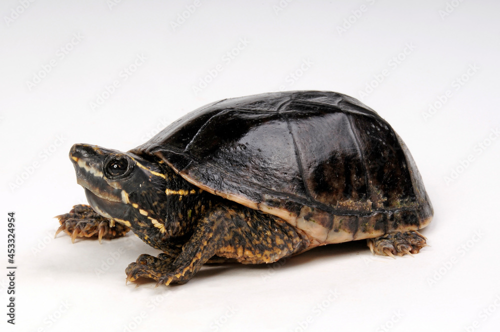 Common musk turtle - juvenile // Gewöhnliche Moschusschildkröte - Jungtier (Sternotherus odoratus) Common musk turtle - juvenile // Gewöhnliche Moschusschildkröte - Jungtier (Sternotherus odoratus)