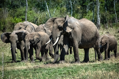 elephant roaming in Kenya Africa © Jean-Claude Caprara
