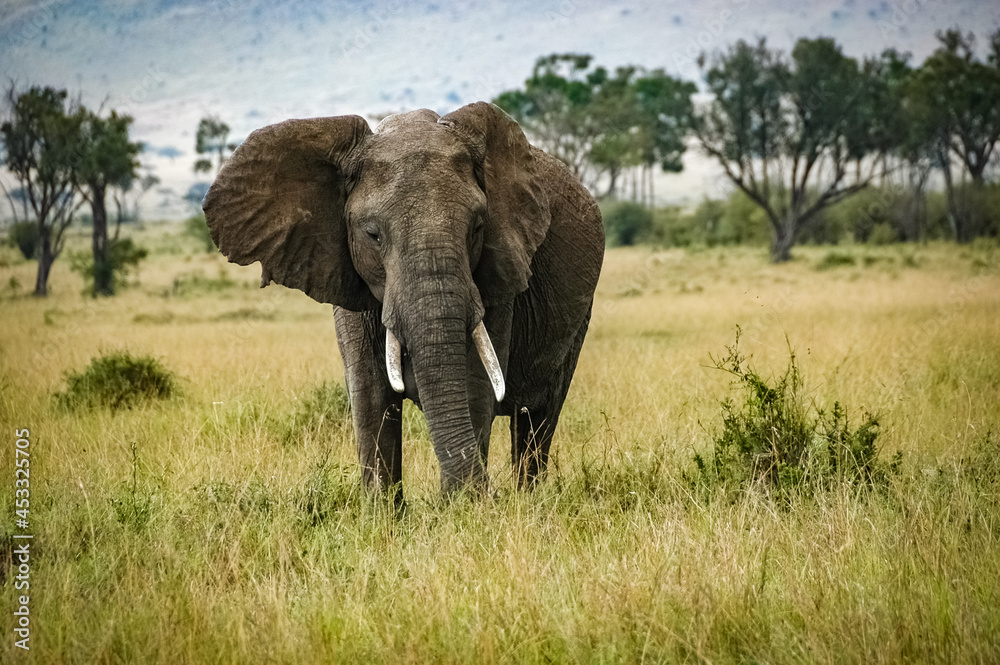 Obraz premium elephant roaming in Kenya Africa