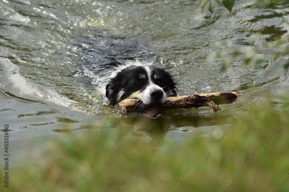 Border collie is swimming in the water. It was autumn photo workshop. Border collie is swimming in the water. It was autumn photo workshop.
