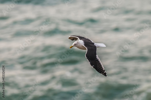 Kelp Gull in flight, Patagonia Argentina.