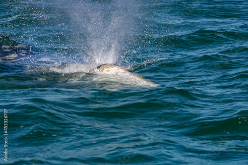 Adult gray whale clears his blow hole in the ocean