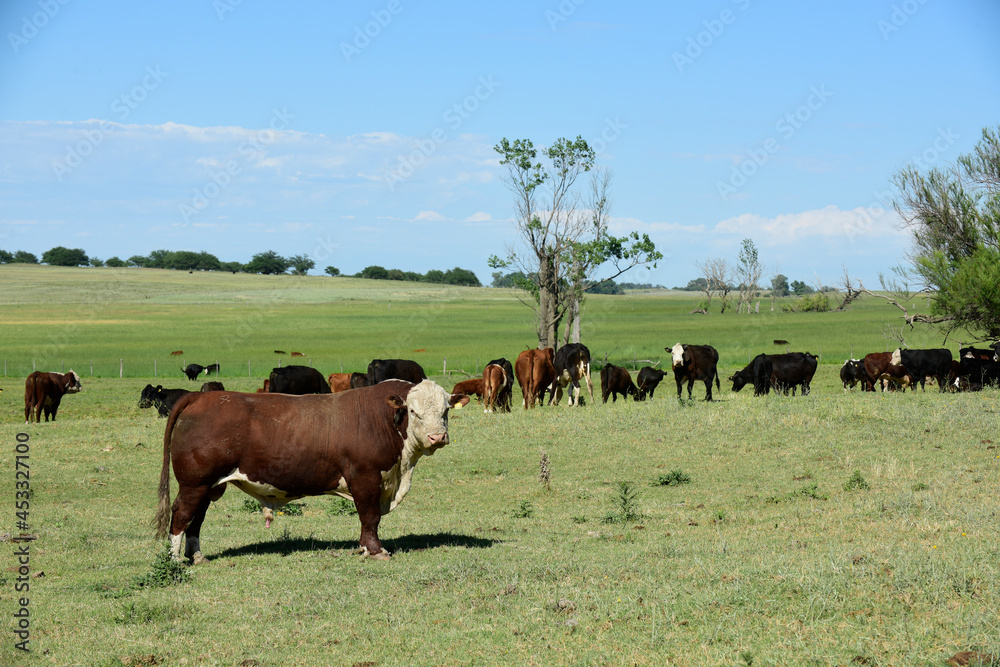 Bull raised with natural grass, Argentine meat production