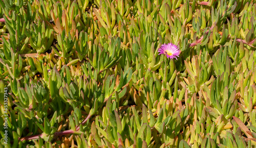 plantas suculentas creciendo en terrenos secos a orilla del mar plantas suculentas creciendo en terrenos secos a orilla del mar