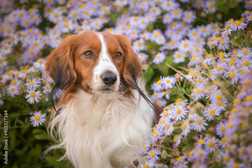 kooikerhondje is standing in flowers. He is so cute dog.