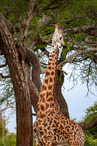 Masai giraffe at full stretch in Tanzania  Africa